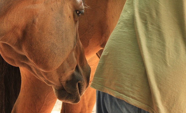 healing with horses